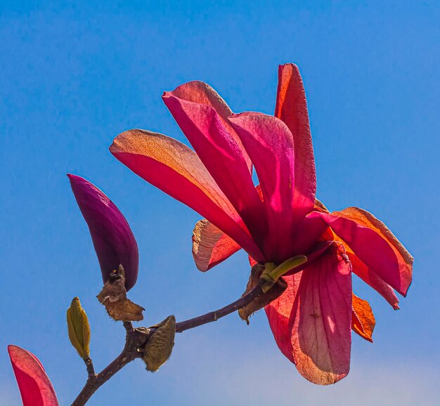 Low angle view of pink flowering plant against clear blue sky