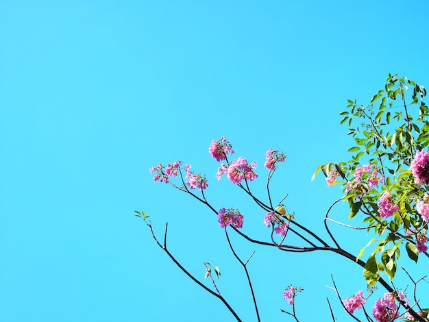 澄んだ青い空を背景にピンクの開花植物の低角度のビュー