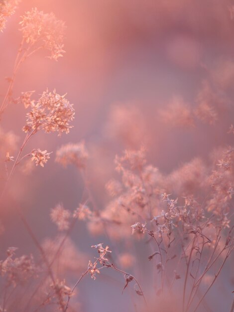 天空を背景にピンクの花がく植物の低角度の景色