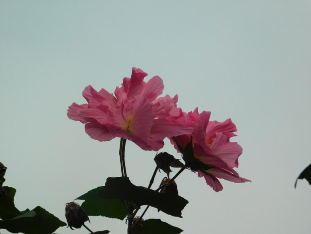 Low angle view of pink flowering plant against sky