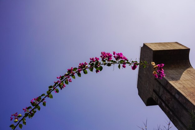 Low angle view of pink flowering plant against sky