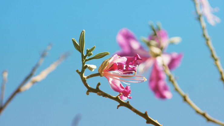 Photo 藍色開花植物對天空的低角度視角
