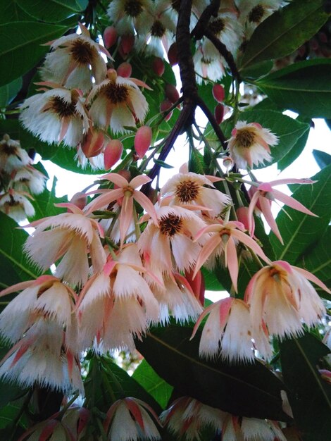 Low angle view of pink flowering plant