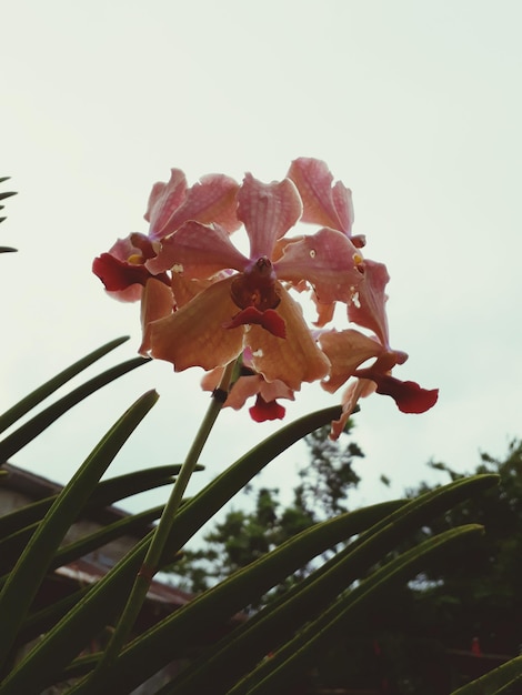 Photo low angle view of pink flowering plant