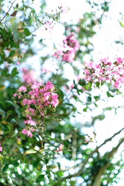 ピンクの花の植物の低角度のビュー
