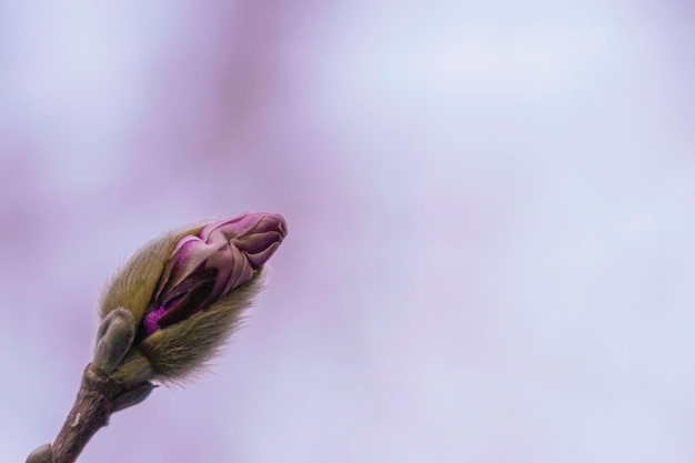 Low angle view of pink flowering plant