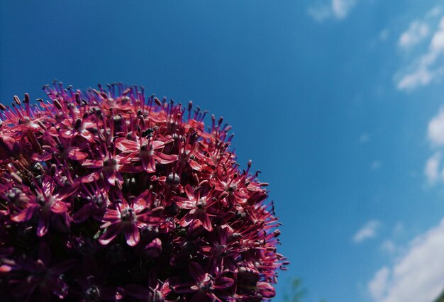 Low angle view of pink flowering plants against blue sky