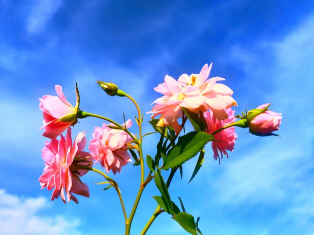 青い空を背景にピンクの花をかせる植物の低角度の眺め