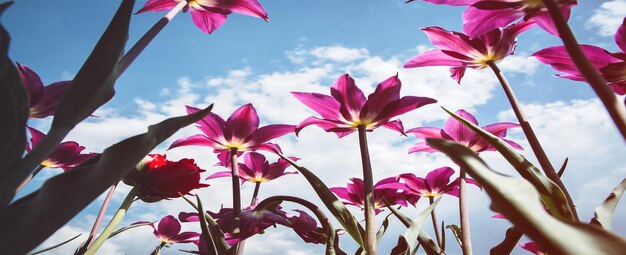 Low angle view of pink flowering plants against sky