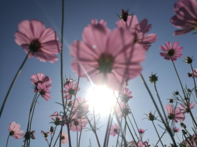 Low angle view of pink flowering plants against sky