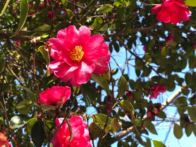 Low angle view of pink flowering plants