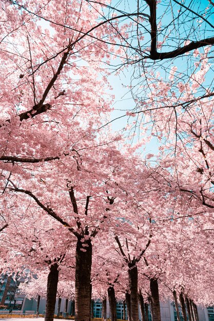 하늘을 배경으로 핑크색 꽃이 피는 나무의 낮은 각도 시각