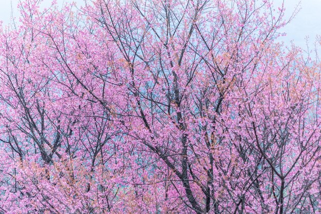 Low angle view of pink flowering tree against sky