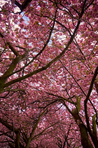 Low angle view of pink flowering tree