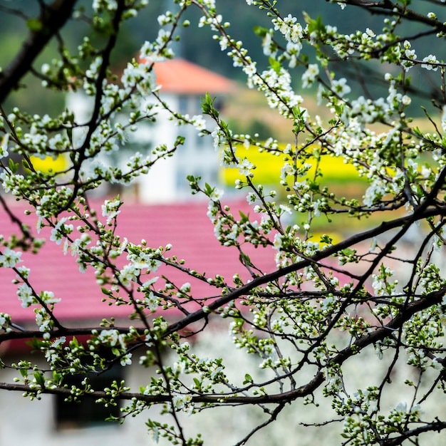 Photo low angle view of pink flowering tree