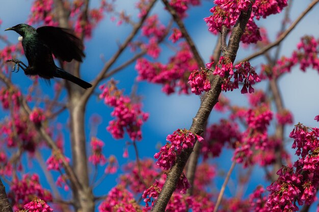 Low angle view of pink flowering tree