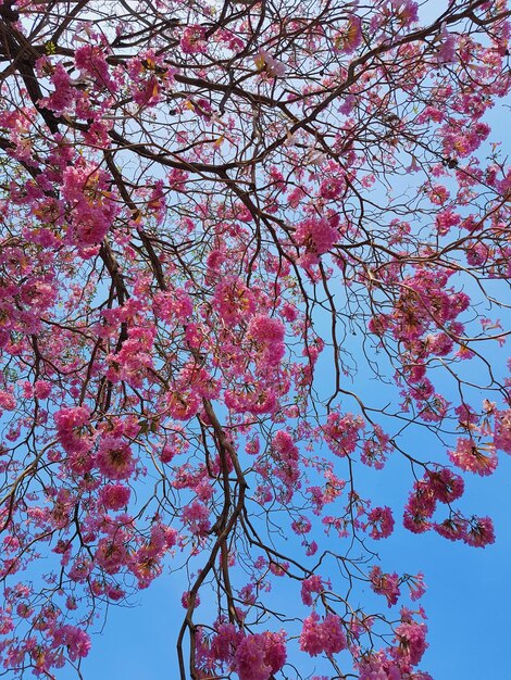 Low angle view of pink flowering tree