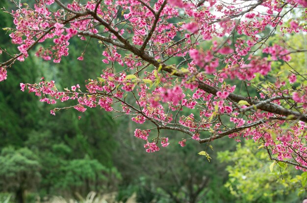 Photo low angle view of pink flowering tree