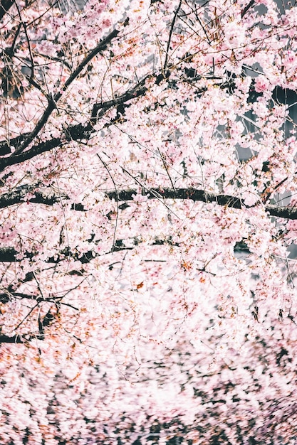 Low angle view of pink flowering tree