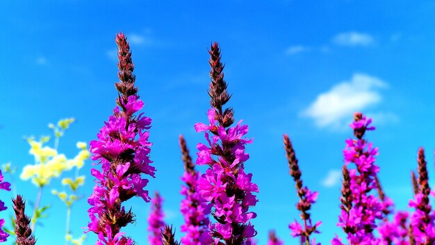 Low angle view of pink flowers against blue sky