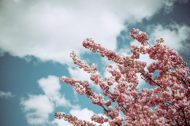 Photo low angle view of pink flowers against cloudy sky