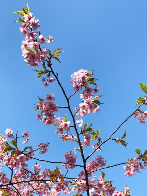 Low angle view of pink flowers against sky