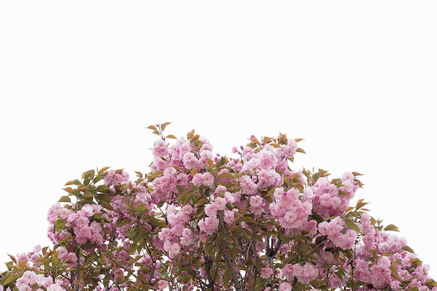 Foto vista a basso angolo di fiori rosa contro il cielo