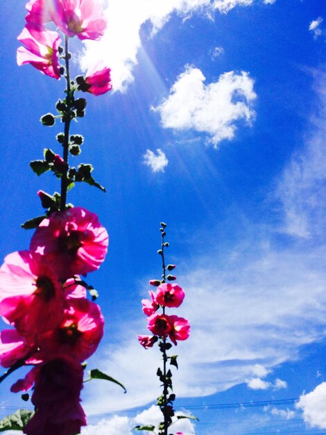 Low angle view of pink flowers against sky