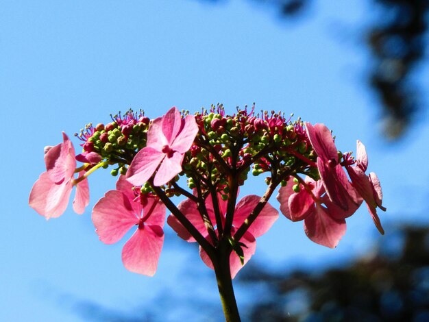 Low angle view of pink flowers blooming against sky