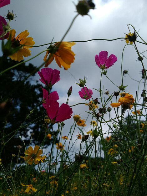 Low angle view of pink flowers blooming against sky