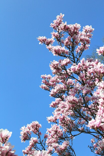 Low angle view of pink flowers blooming on tree against sky