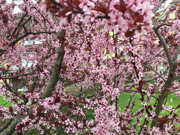 Photo low angle view of pink flowers blooming on tree