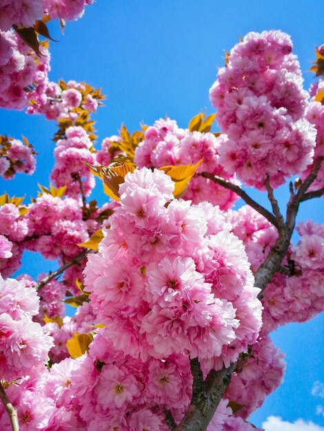 Low angle view of pink flowers blooming on tree