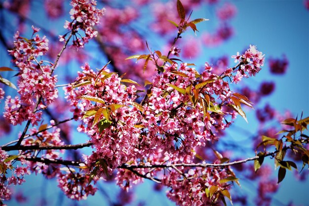 Low angle view of pink flowers blooming on tree