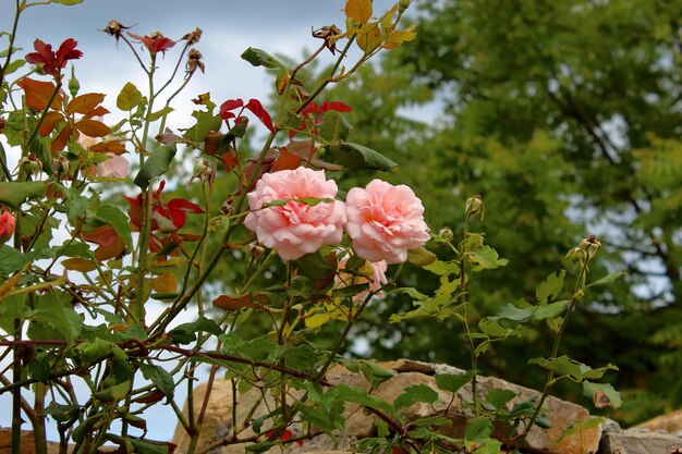 Foto vista a basso angolo di fiori rosa che fioriscono sull'albero