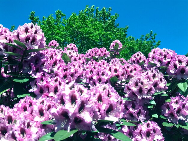 Low angle view of pink flowers blooming on tree