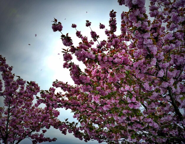 Foto vista a basso angolo di fiori rosa che fioriscono sull'albero