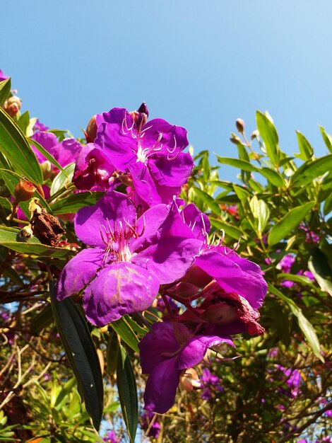 Low angle view of pink flowers blooming on tree