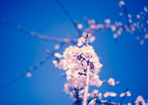 Low angle view of pink flowers on branch