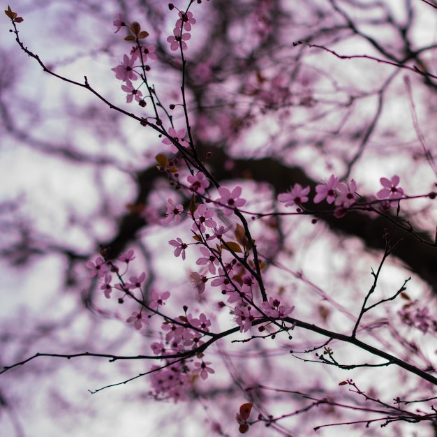 Foto vista a basso angolo dei fiori rosa sul ramo