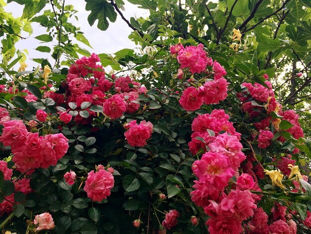 Low angle view of pink flowers in park