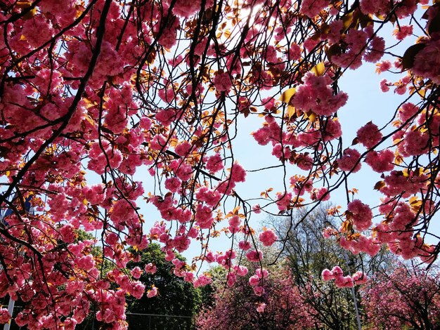 Low angle view of pink flowers on tree