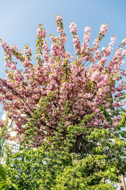 Foto vista a bassa angolazione di fiori rosa sull'albero