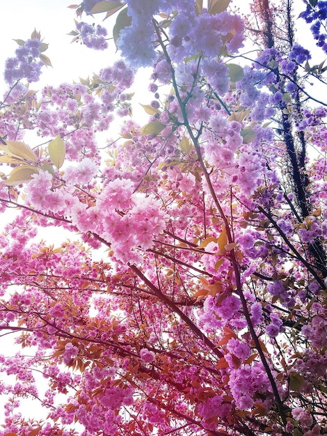 Foto vista a basso angolo dei fiori rosa