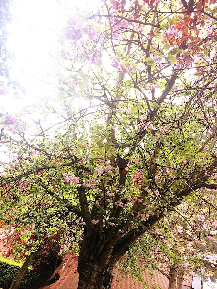 Photo low angle view of pink flowers