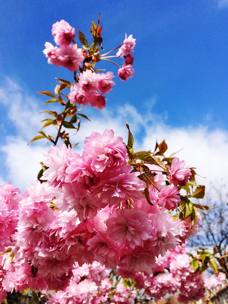 Low angle view of pink flowers