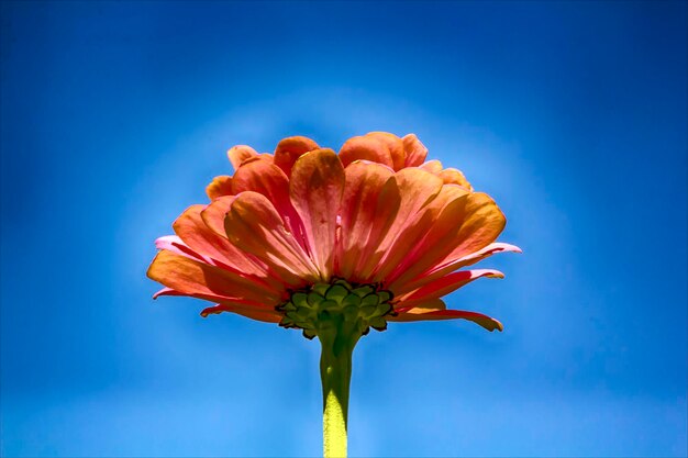 Low angle view of pink flowers