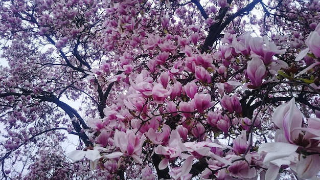 Foto vista a basso angolo dei fiori rosa