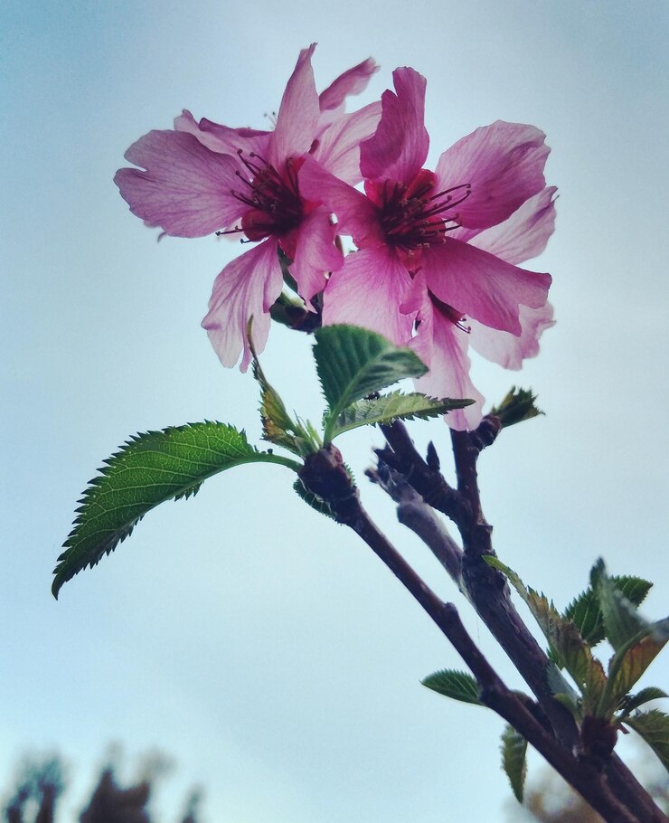Photo low angle view of pink flowers