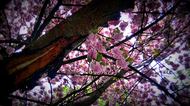 Foto vista a basso angolo dei fiori rosa